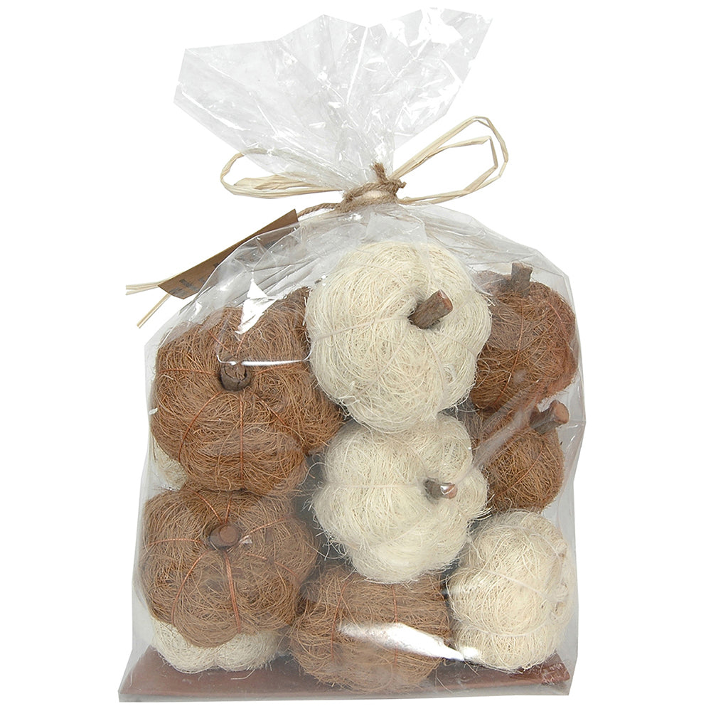 Dried Exotics Pumpkins - White/Natural