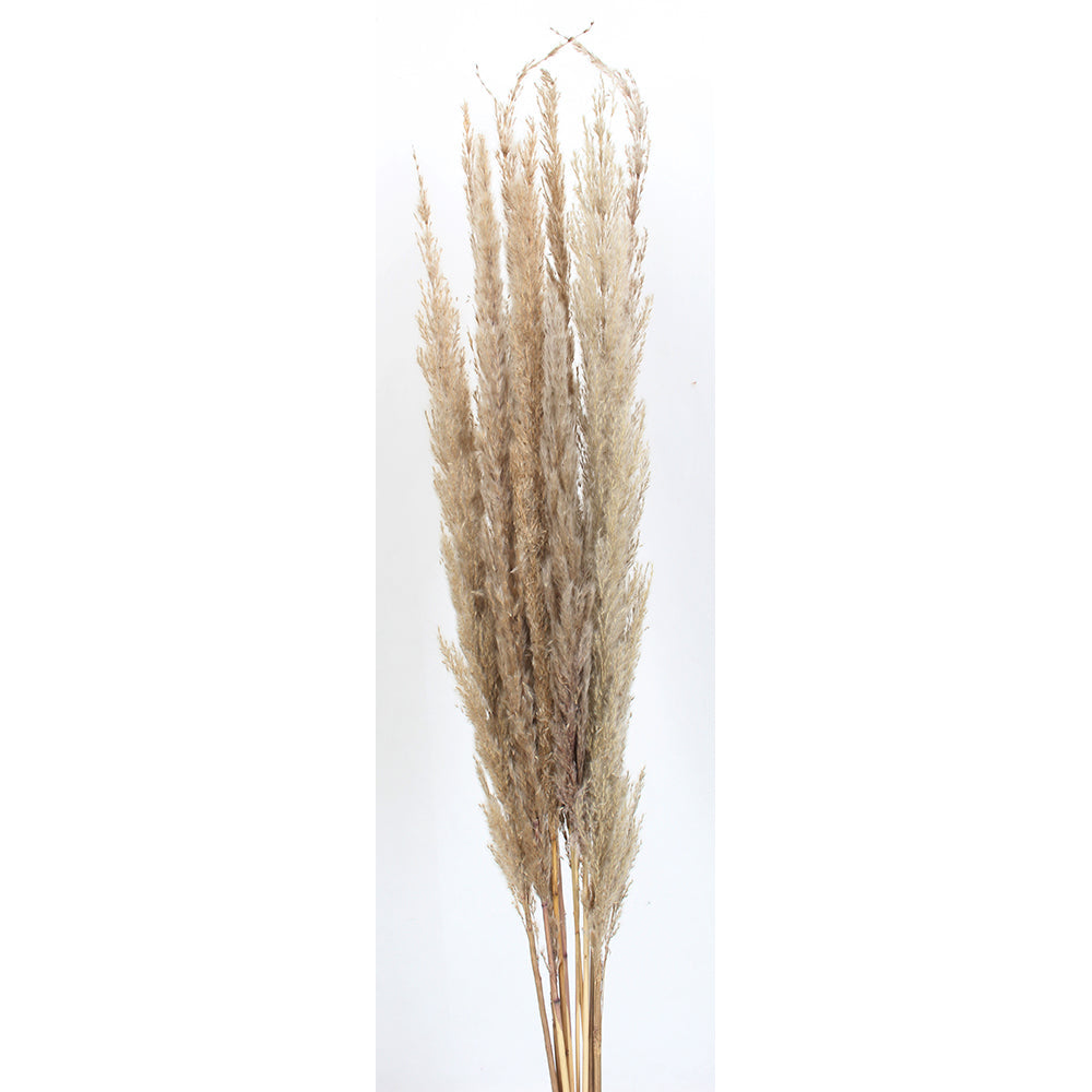 Pampas 36" Length 10 Stems/Pack - Grey