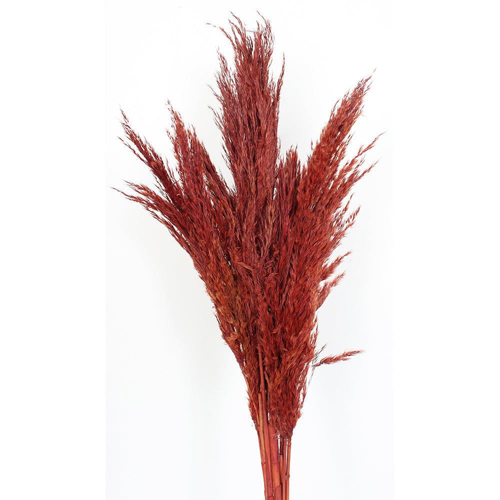 Pampas 36" Length 10 Stems/Pack - Rust