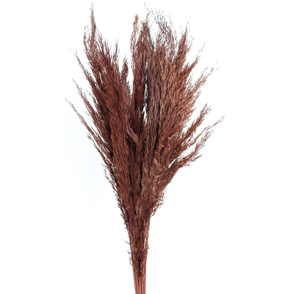 Pampas 36" Length 10 Stems/Pack - Brown