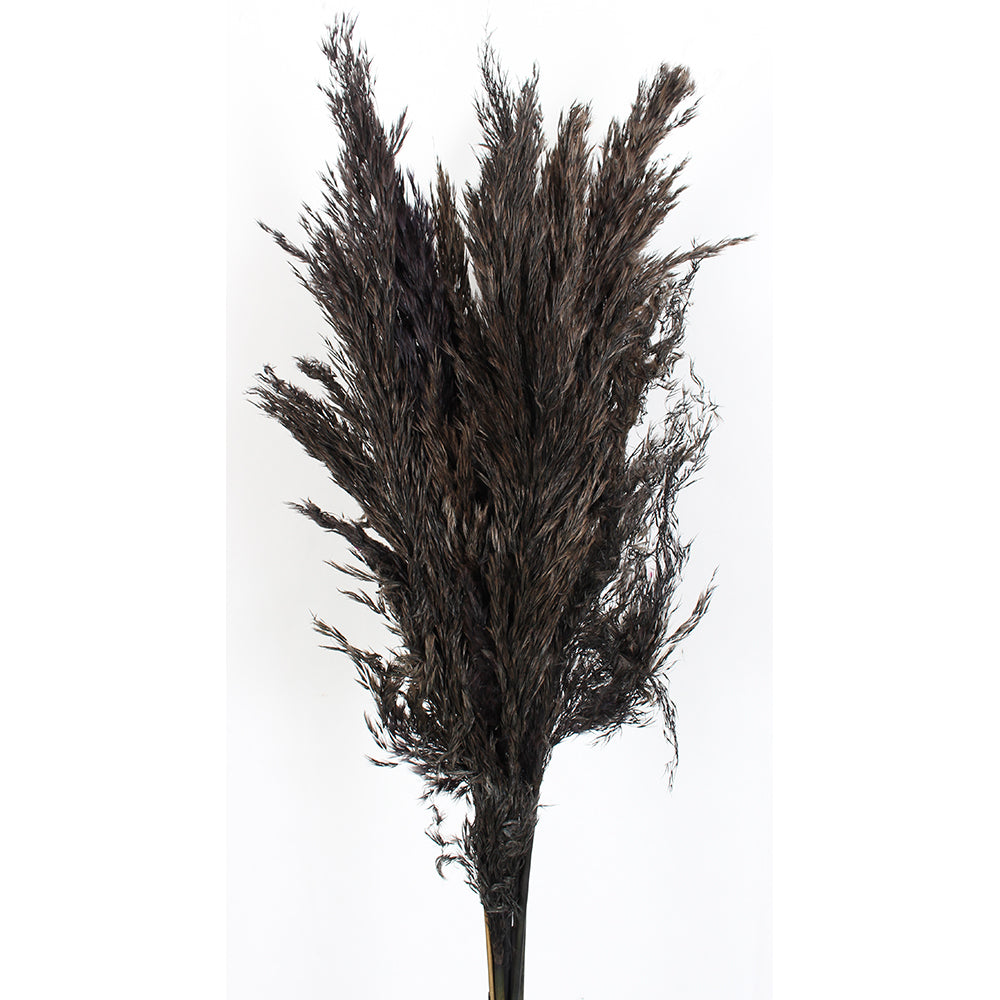 Pampas 36" Length 10 Stems/Pack - Black