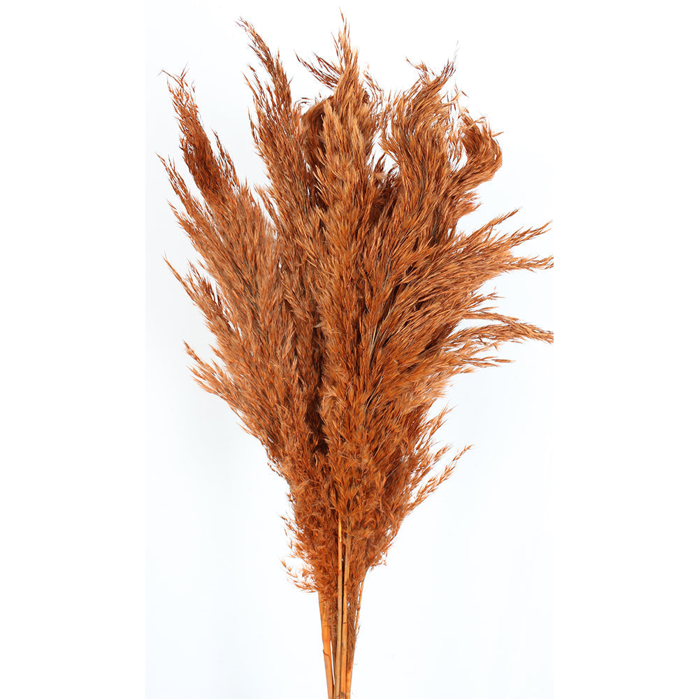 Pampas 36" Length 10 Stems/Pack - Orange