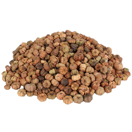 Dried Exotics Putka Pod - Natural