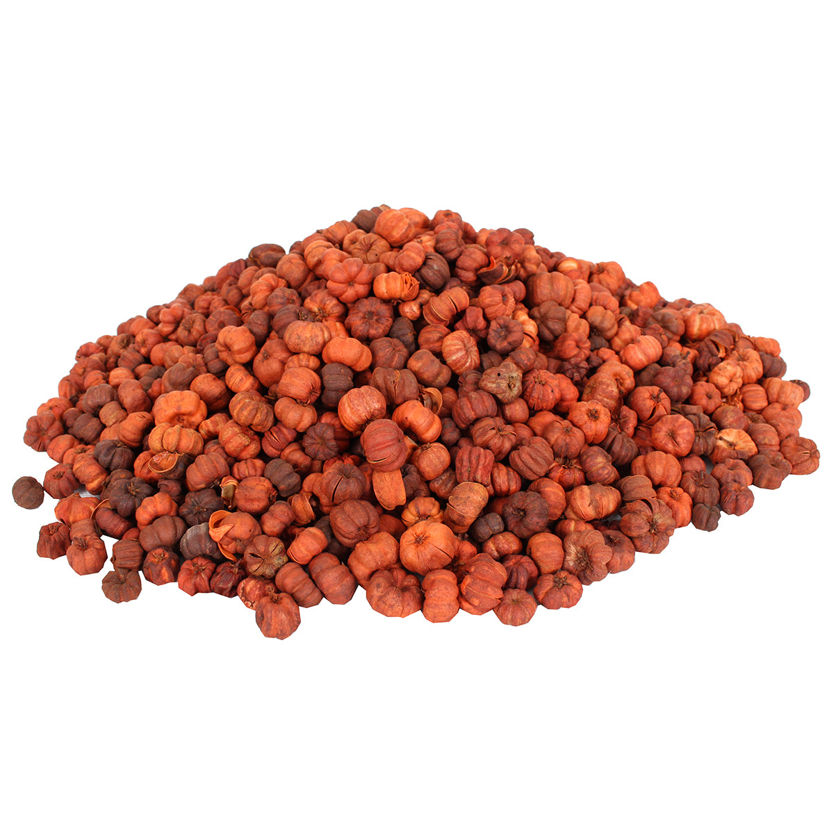 Dried Exotics Putka Pod - Orange