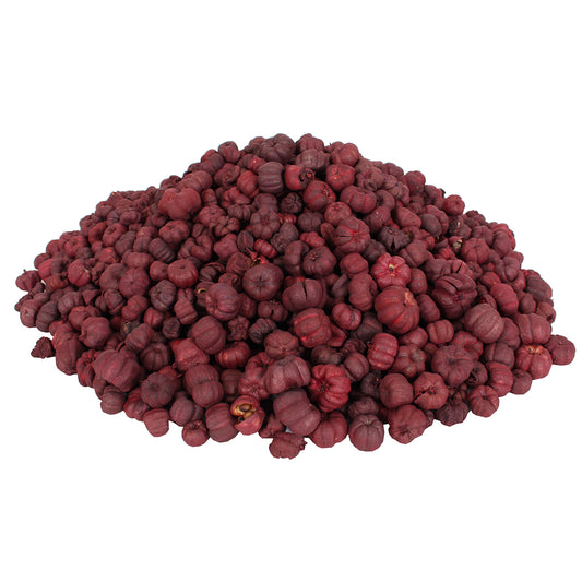 Dried Exotics Putka Pod - Cranberry