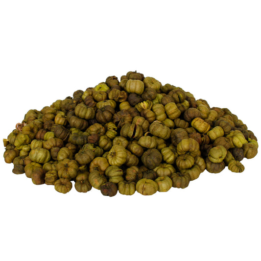 Dried Exotics Putka Pod - Olive