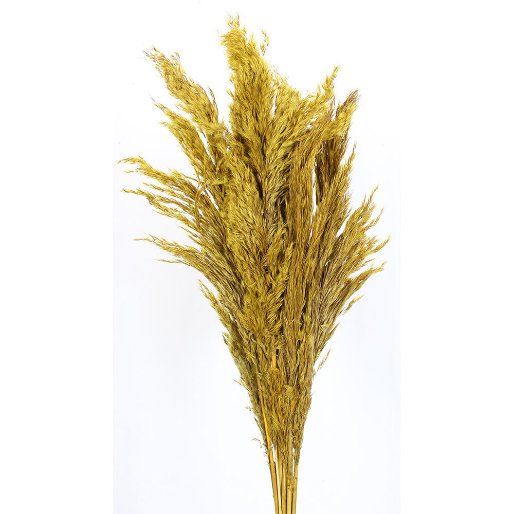 Pampas 36" Length 10 Stems/Pack   - Yellow